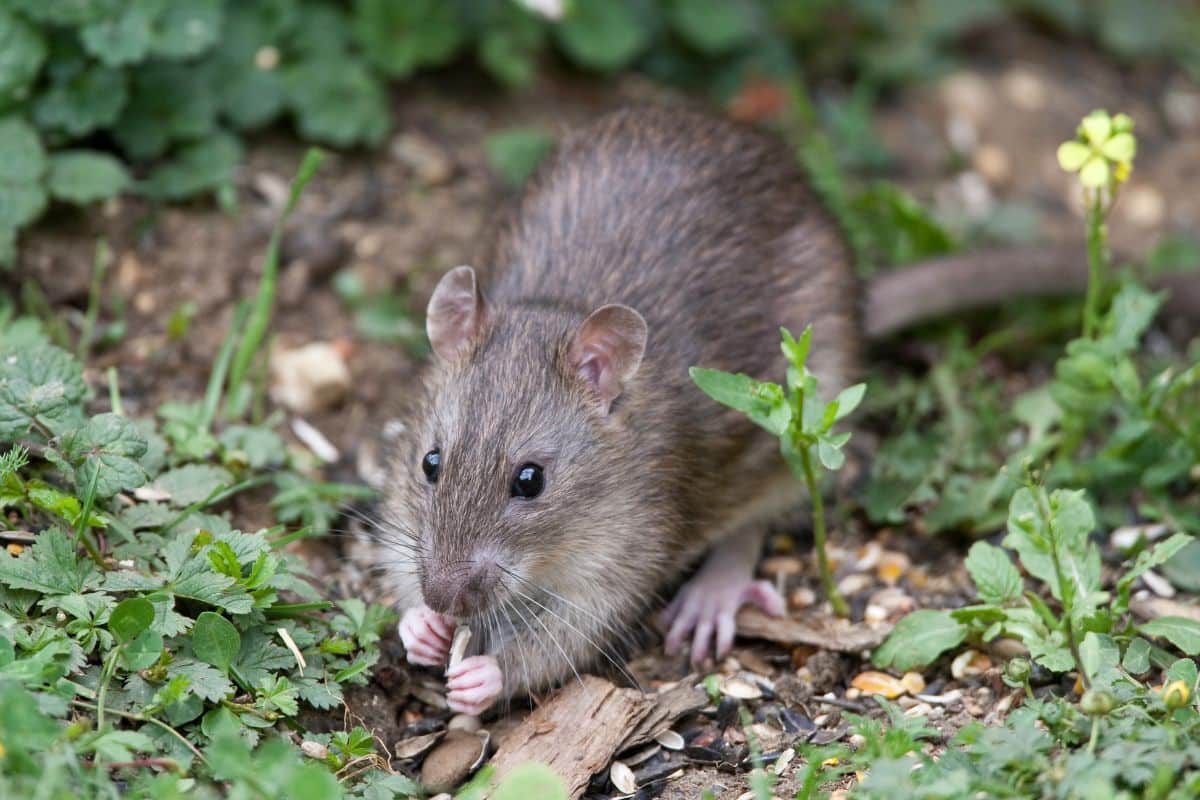 A rat chewing on vegetation in the garden