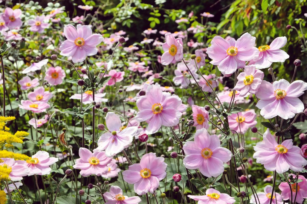Yellow-centered Japanese anemones in a fall garden