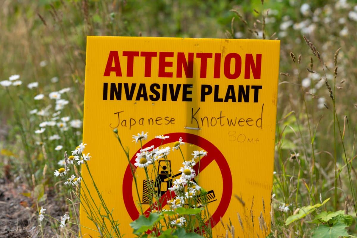 A sign warning of a Japanese knotweed invasion