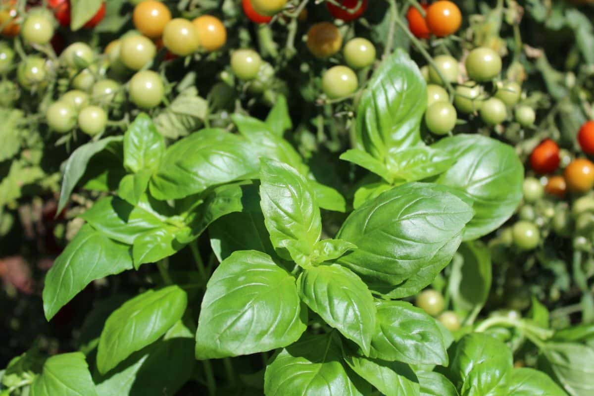 Strong, healthy basil growing alongside tomatoes in the garden