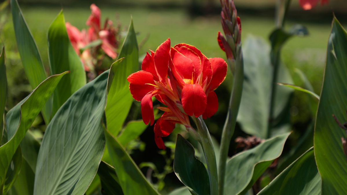 Red canna lily flowers