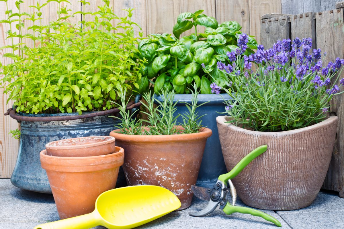 Lavender in bloom growing in a container in a container herb garden