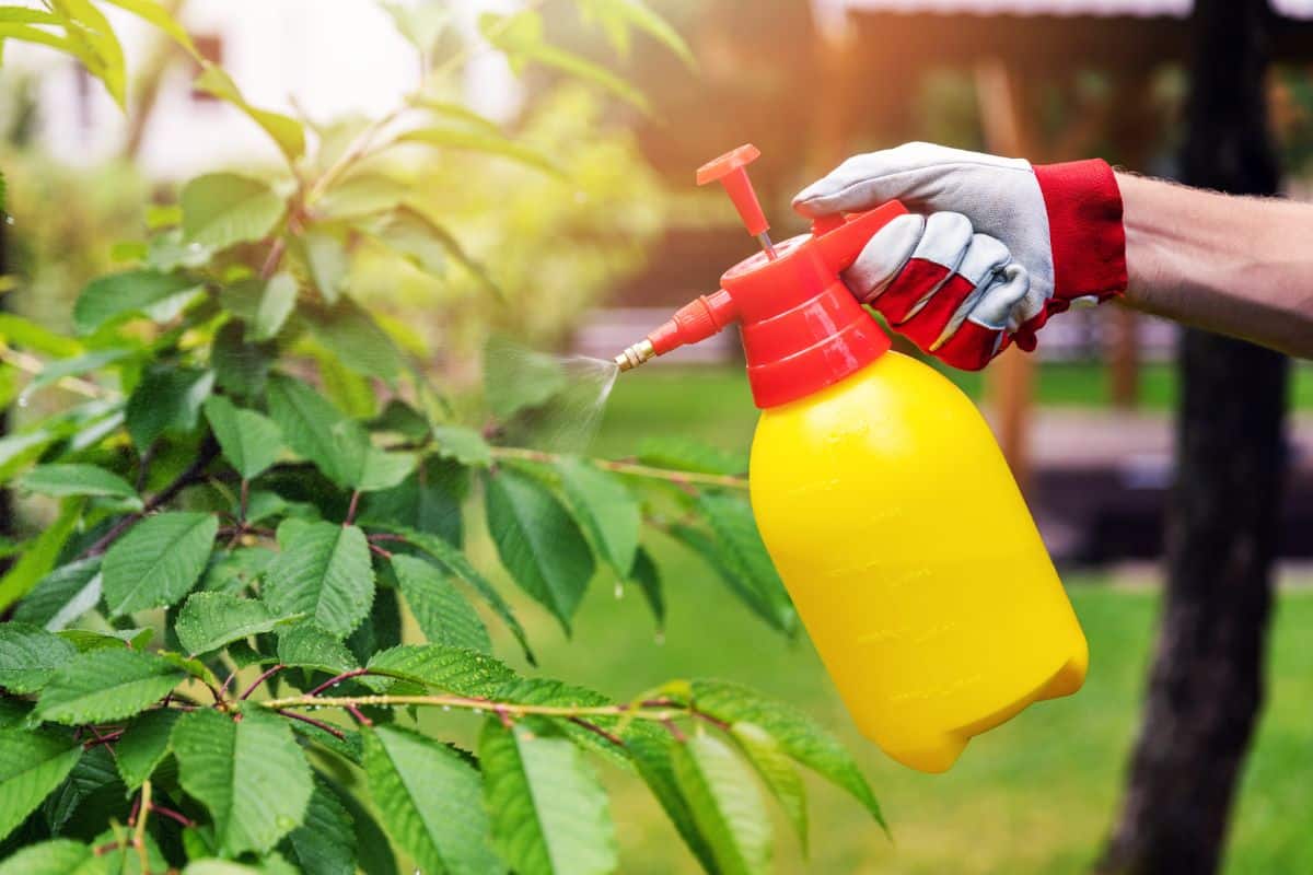 A gardener spraying organic products with a garden hand sprayer