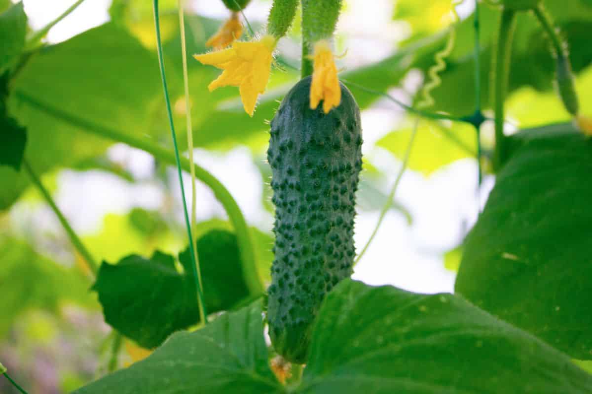 A hanging cucumber plant with a baby hanging cucumber