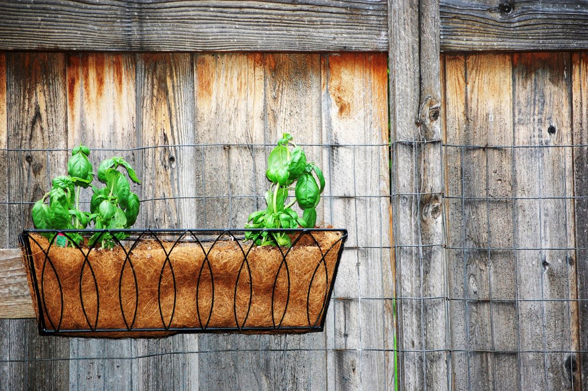 A hanging herb garden on a backyard fence