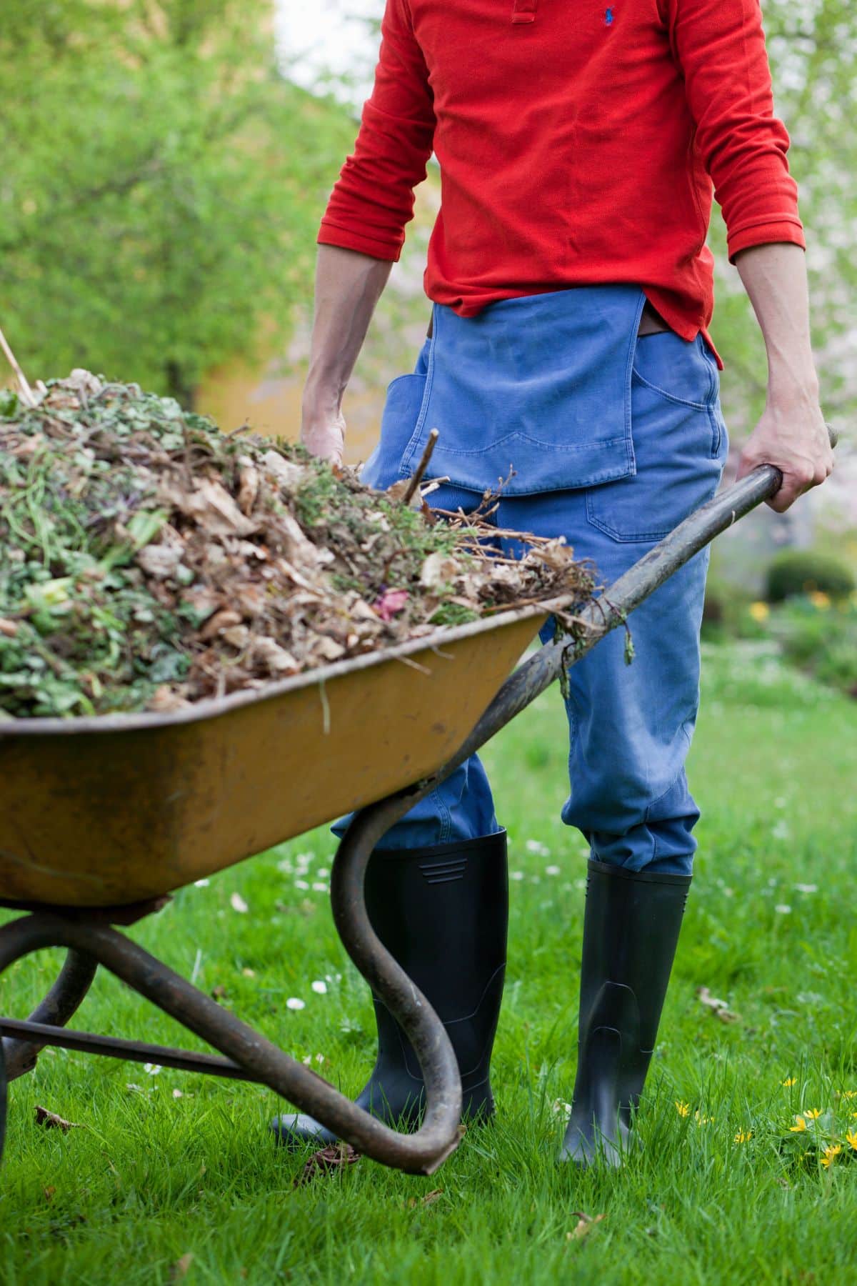 A gardener pushing a wheelbarrow of compost fillings