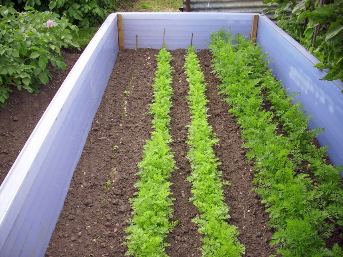 Succession planted carrots in a raised bed for an extended harvest