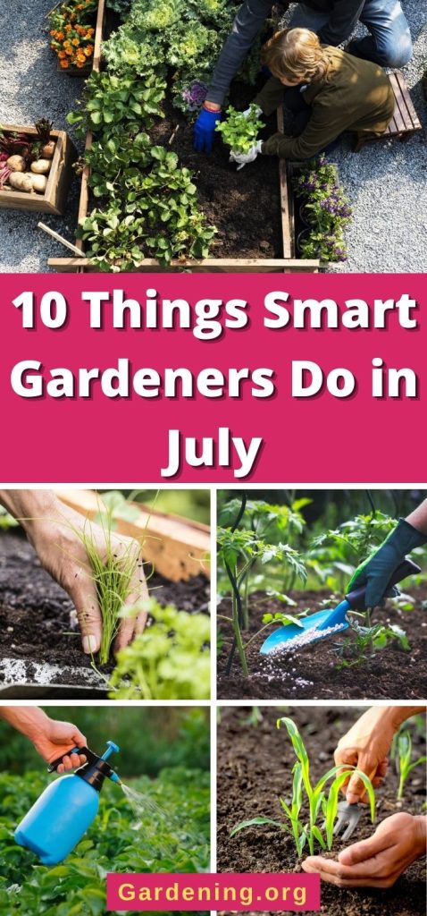 10 Things Smart Gardeners Do in July pinterest image.