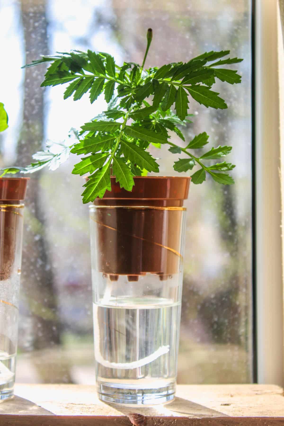 A self watering pot that can be used inside or outside