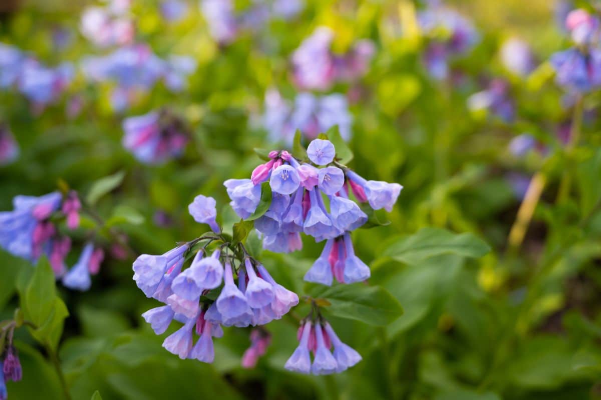 Delicate periwinkle-colored bluebell flowers