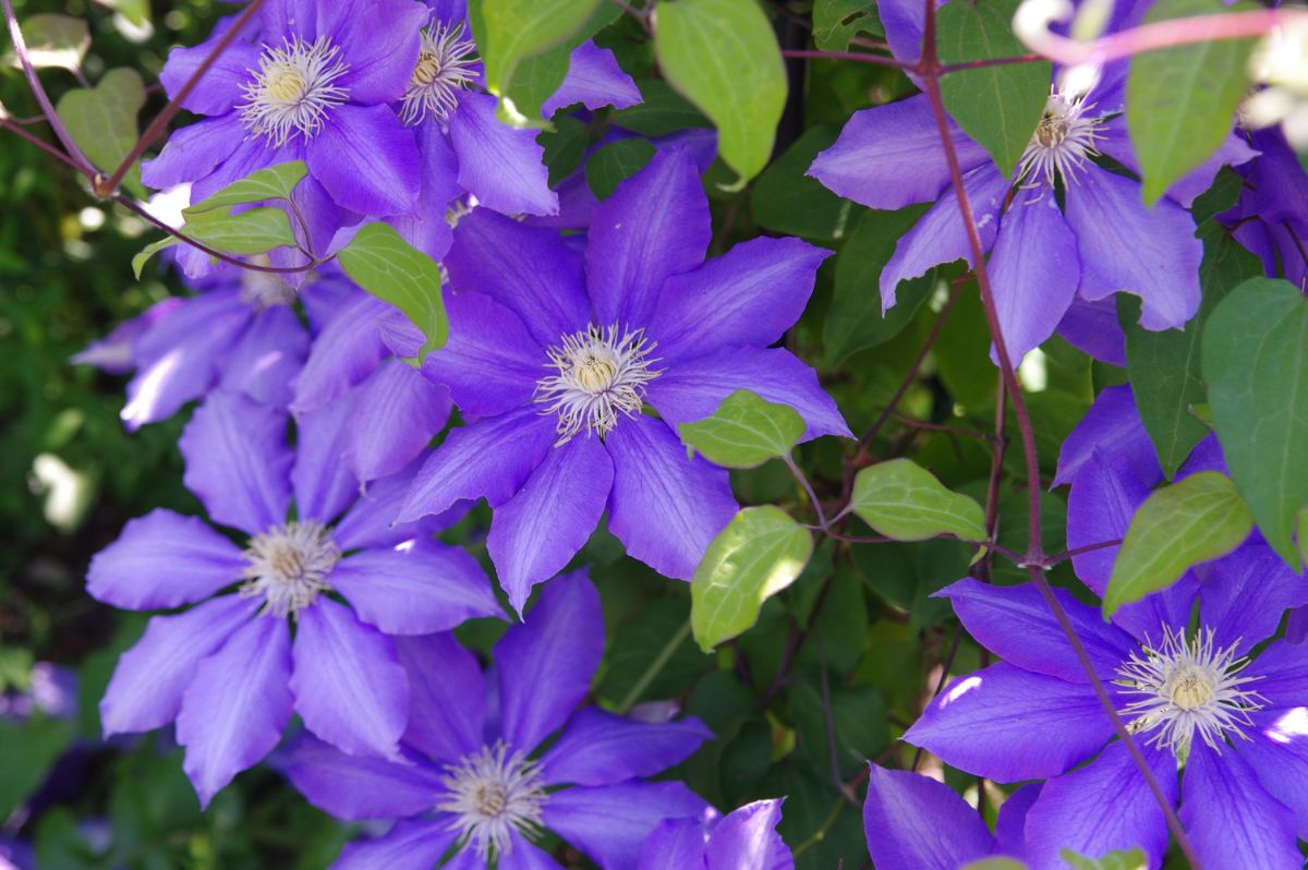 Purple flowers on climbing clematis vine