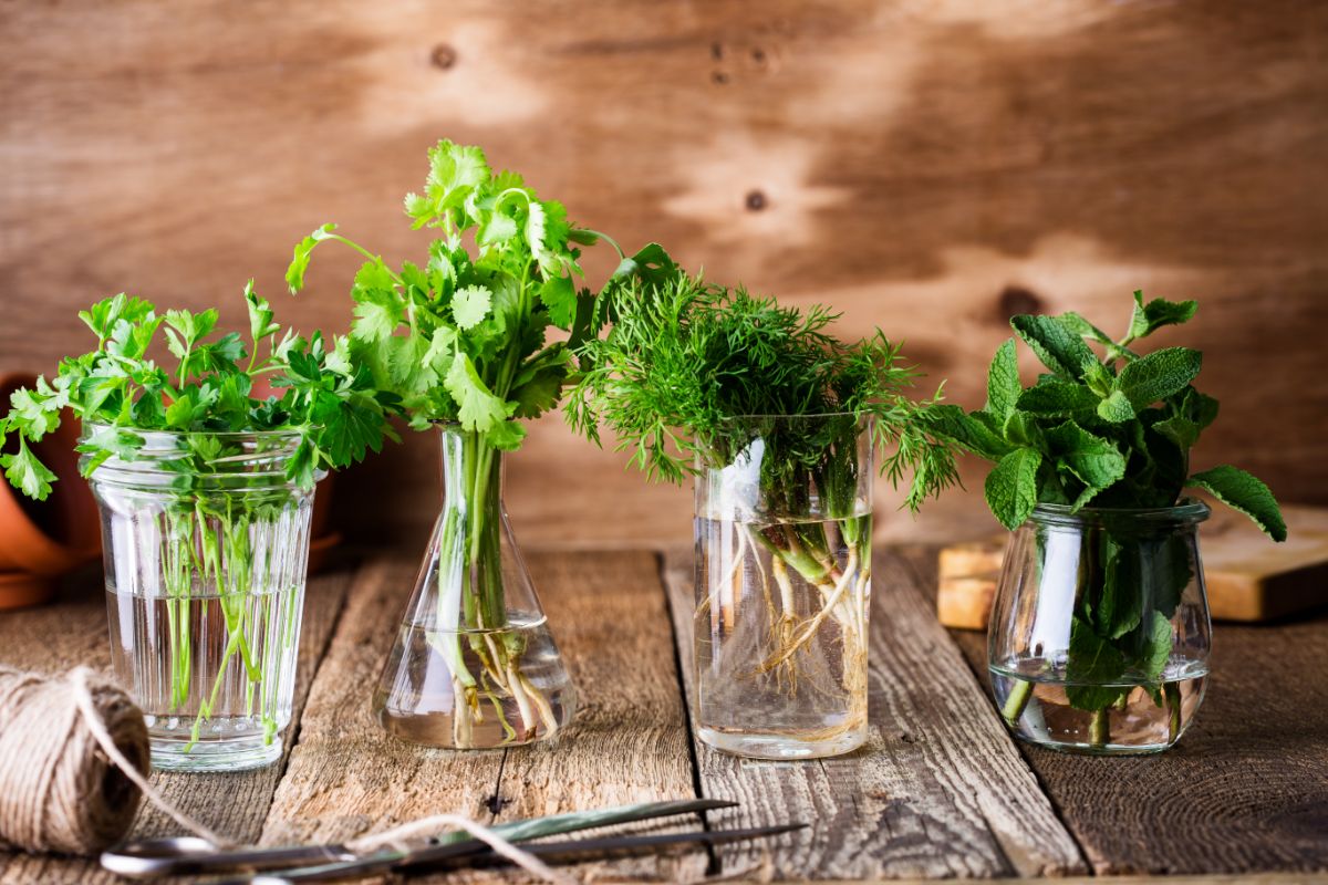 Jars of water with small bouquets of fresh-picked herbs