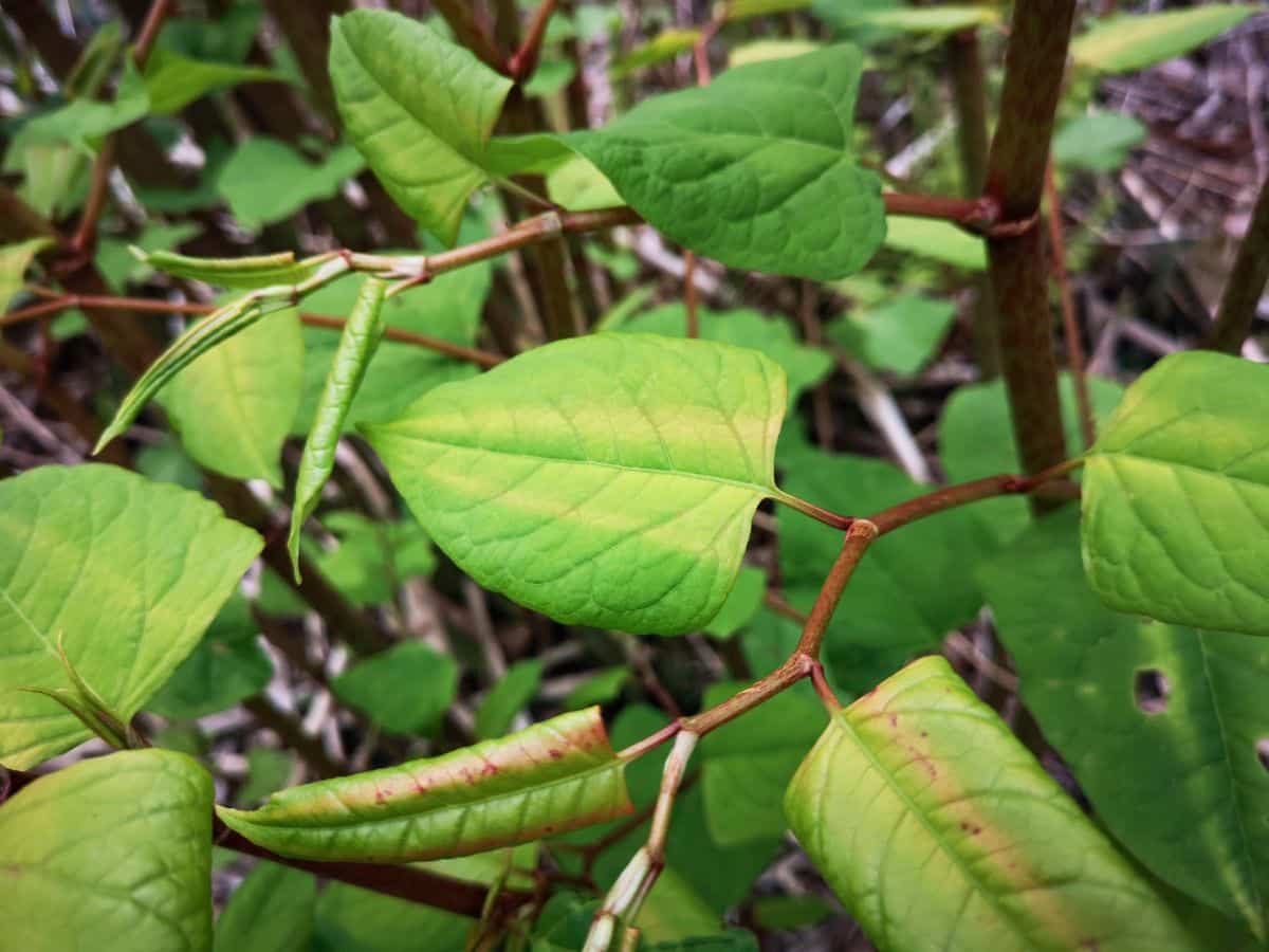 Segmented canes and leaves on Japanese knotweed