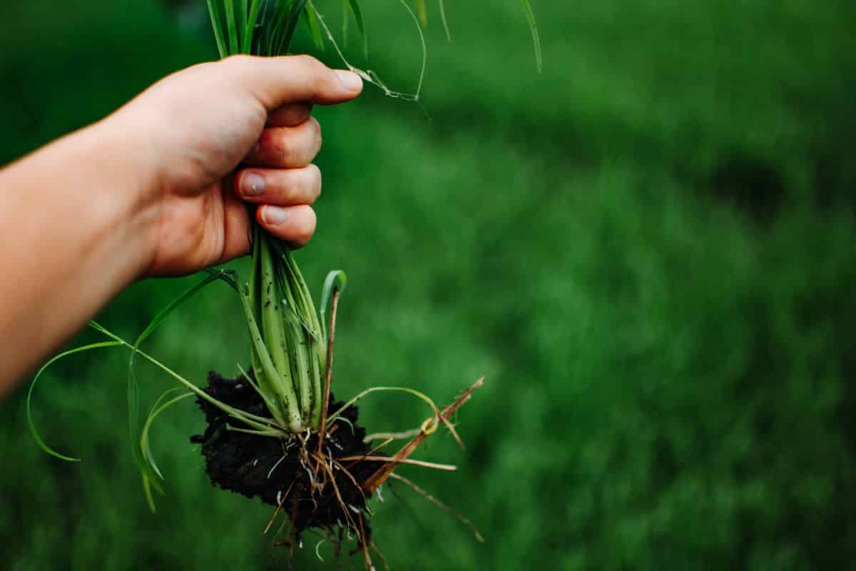 A gardener holds a pulled weed in their hands