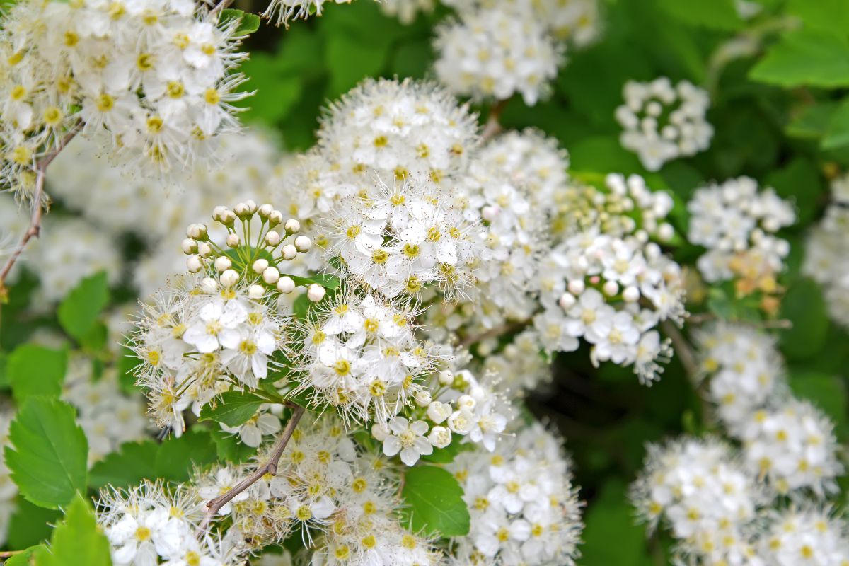 Tufted clusters of white meadowsweet flowers
