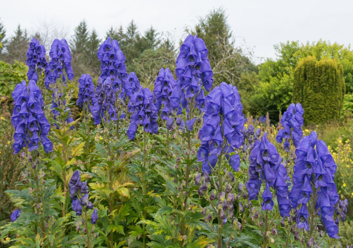 Purple-blue periwinkle colored Monkshood flowers