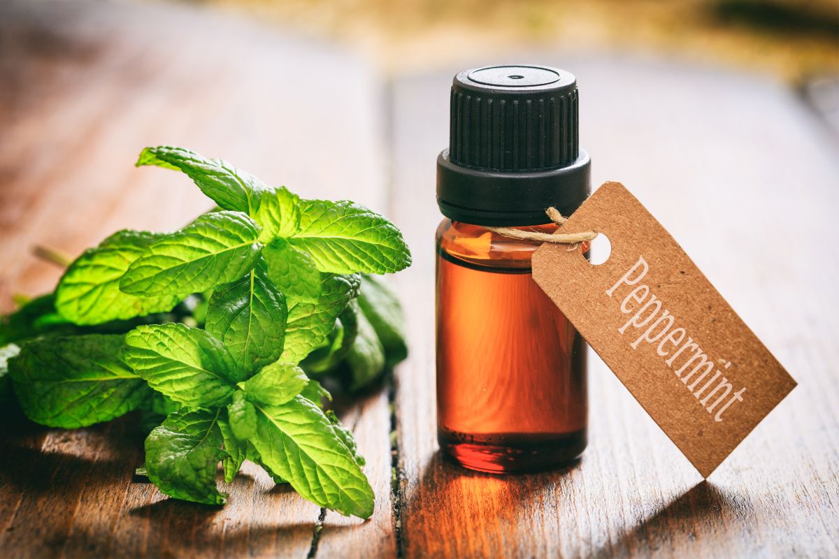 Peppermint essential oil is a natural rat deterrent