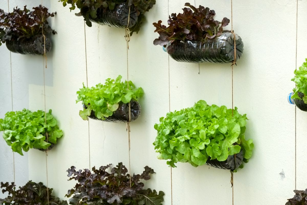 Red and green lettuces planted in attractive rope hanging planters