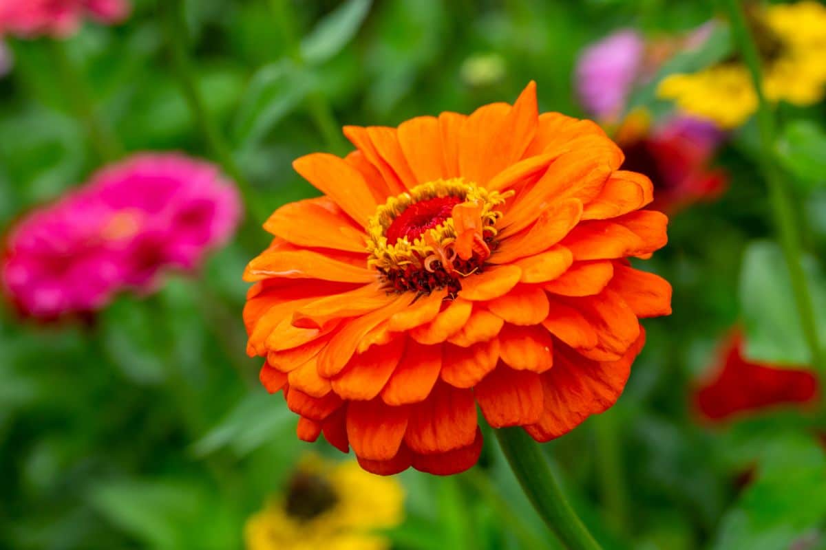 Colorful patch of blooming zinnia flowers