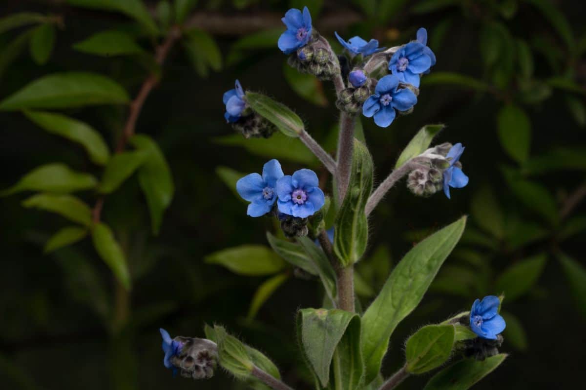 Close up of Cynoglossum, or Chinese Forget Me Not flowers