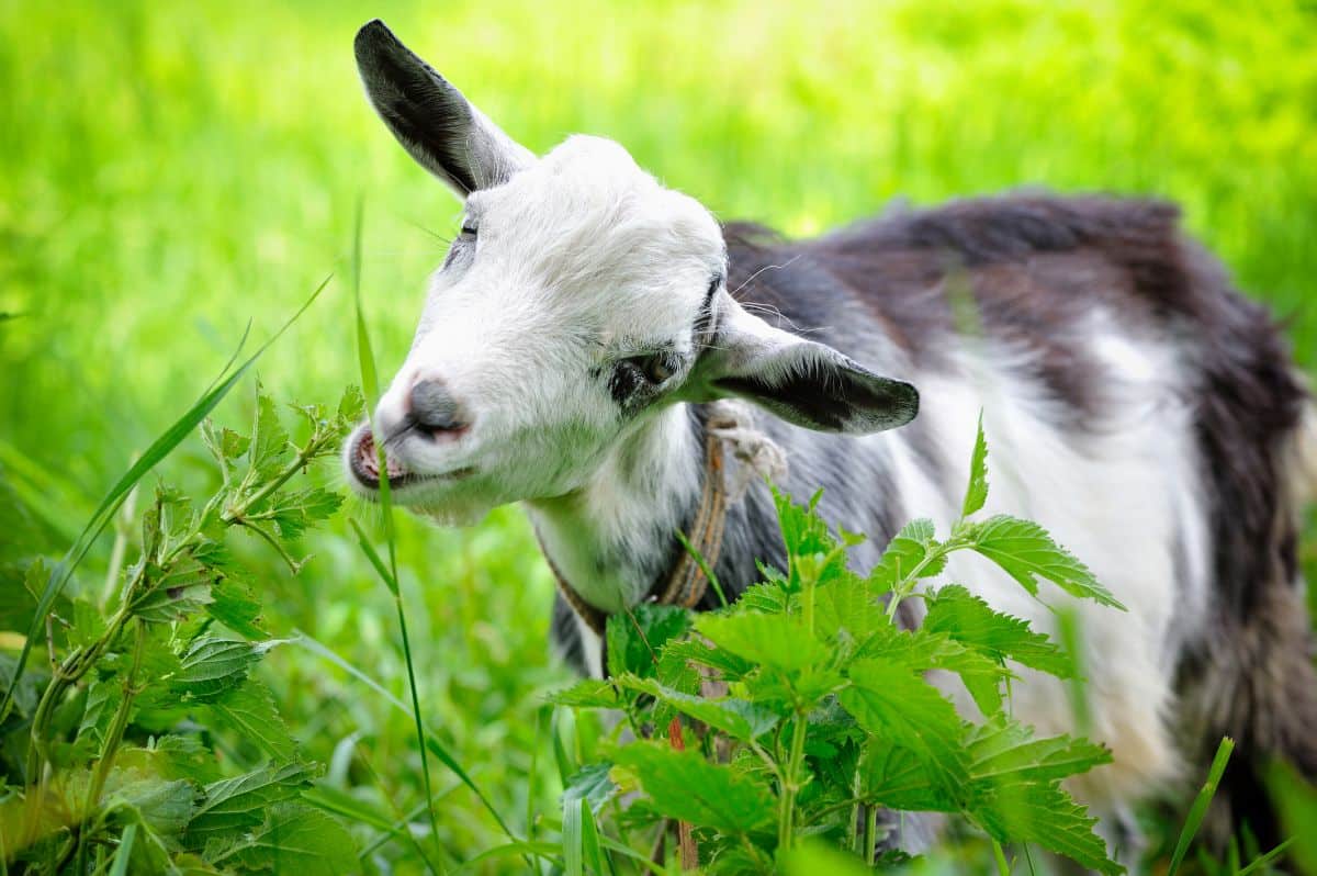 A goat foraging, used as invasive weed control, or goatscaping