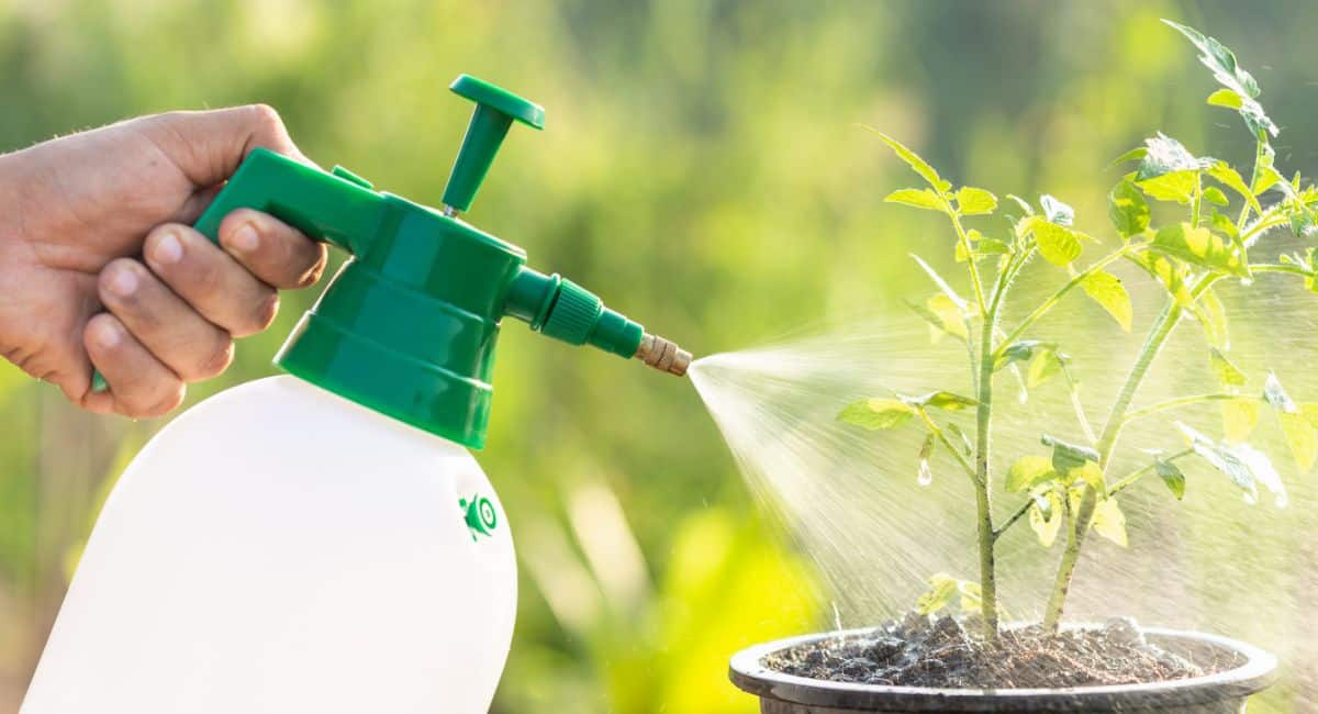 A gardener spraying a plant with natural rat repellent