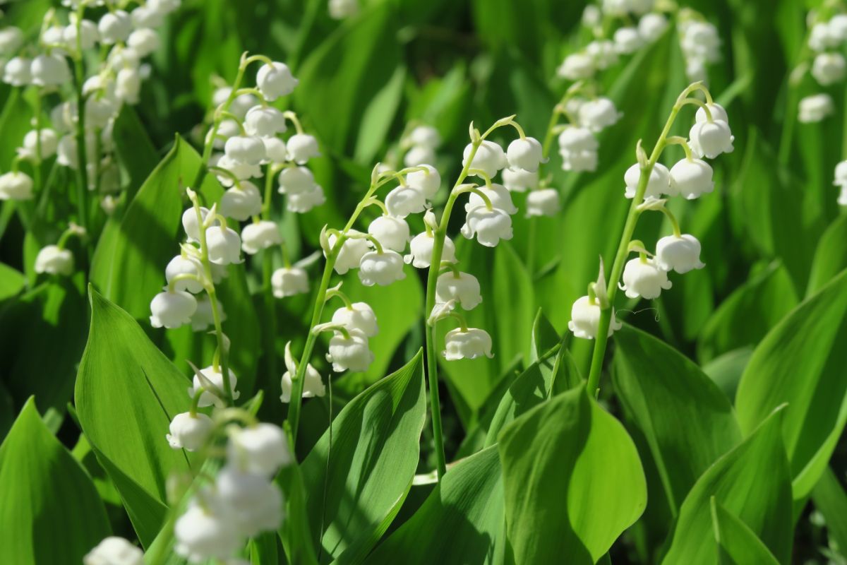 A planting of lily of the valley flowers