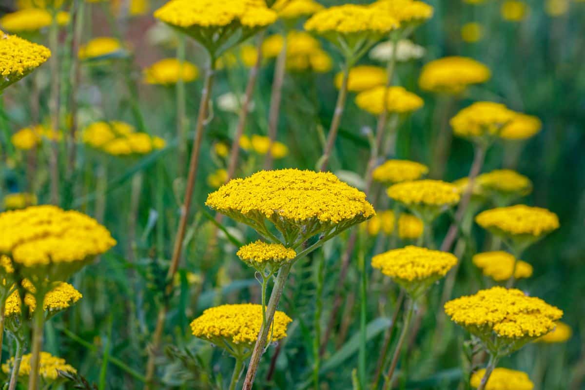 Flat-topped clusters of yellow yarrow flowers