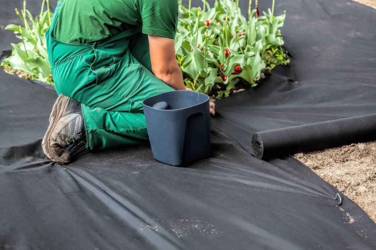 A landscaper laying down a physical barrier to prevent Japanese knotweed reemergence