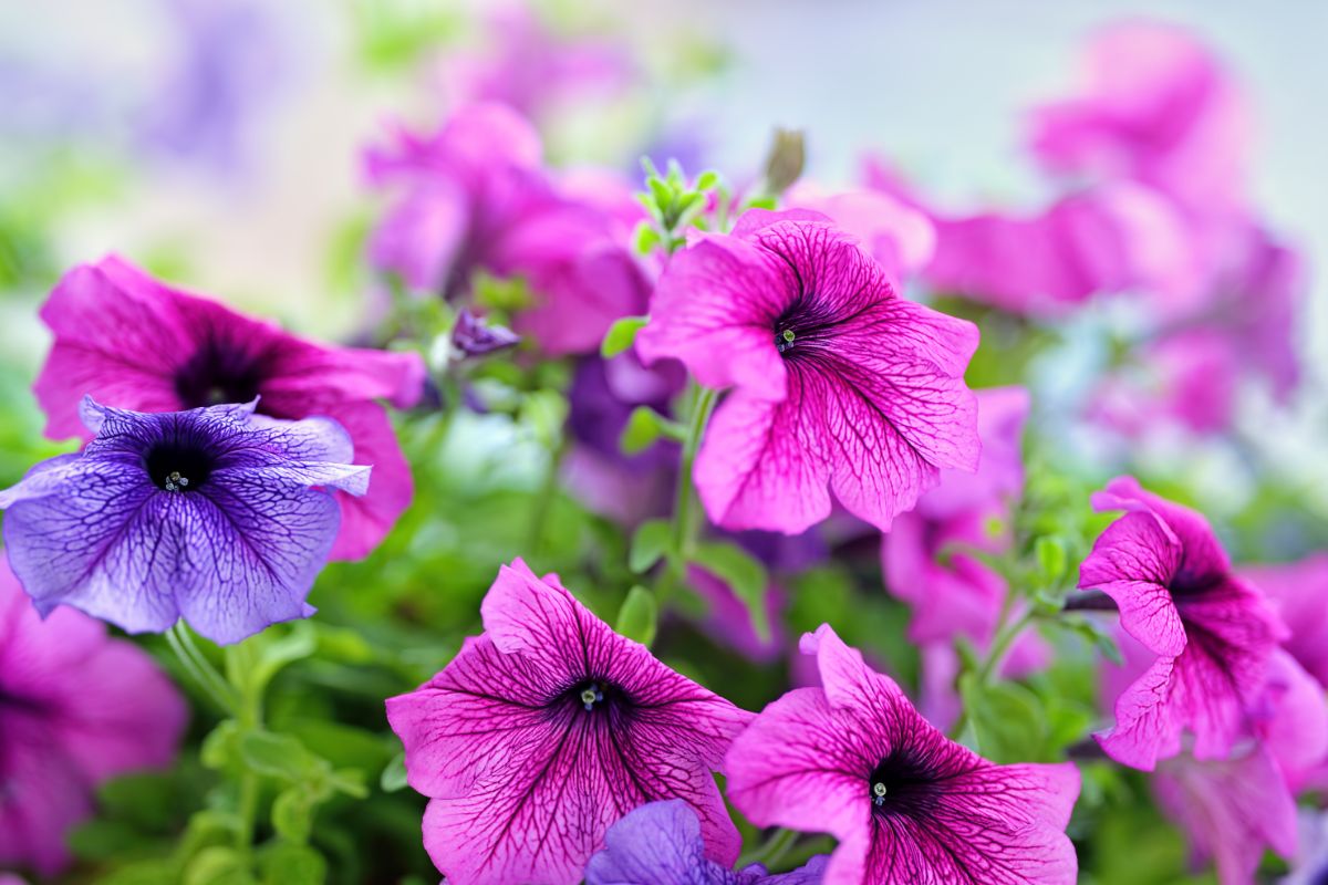 Purple and blue petunias in bloom