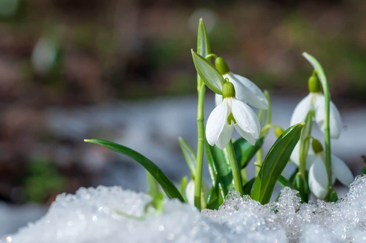 Precious snowdrop flowers blooming in the snow