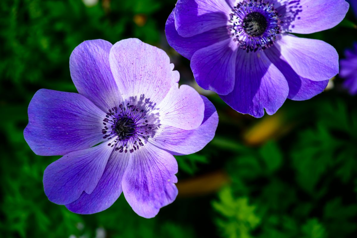 Closeup of purple anemone flowers