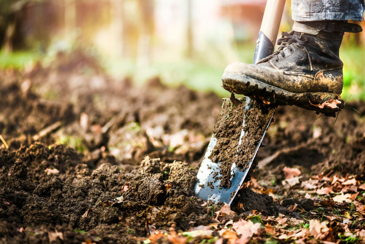 A gardener digging out invasive weeds