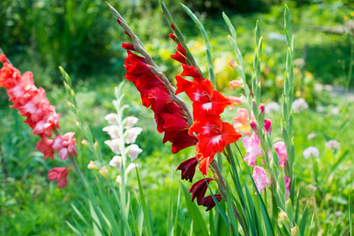 Gladiolas in a variety of colors