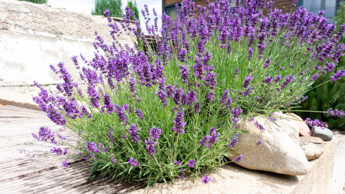 Lavender plants in flower growing among large rocks