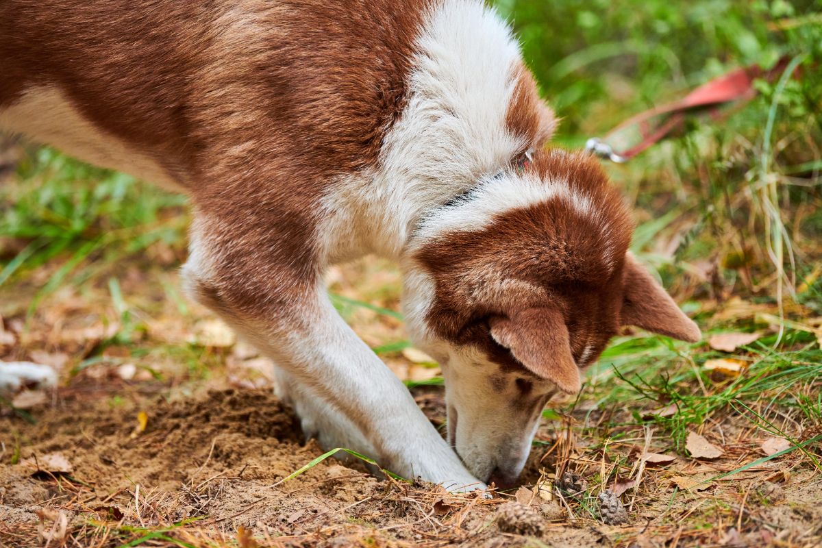 A dog digs after a rat in a garden