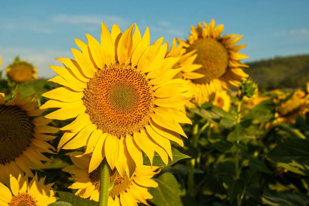 Bright yellow sunflower heads turned to the sun