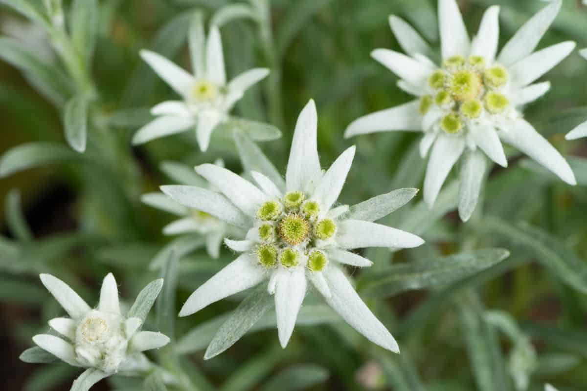White Edelweiss flowers up close.