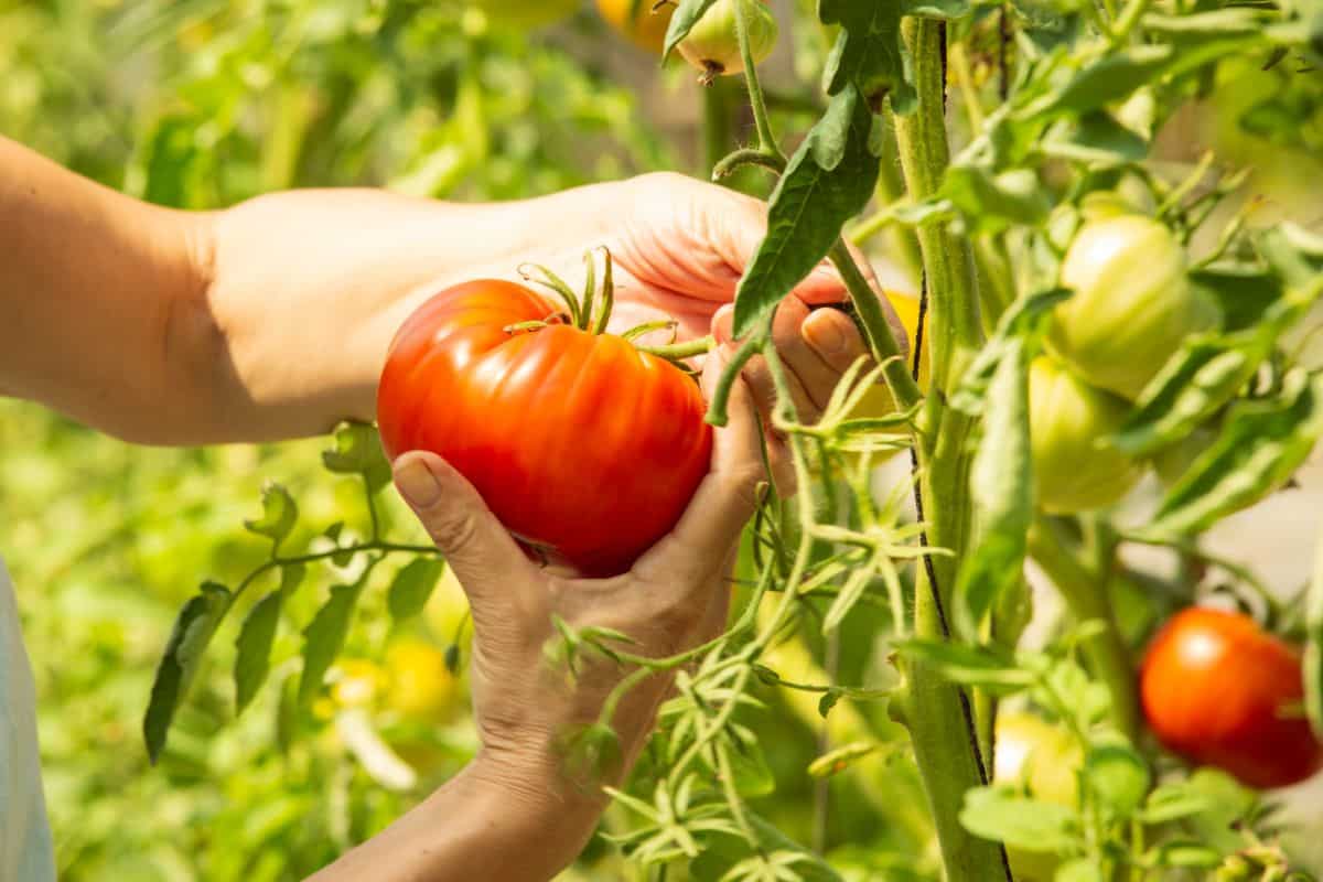 A gardener picking tomatoes to deny rats food sources