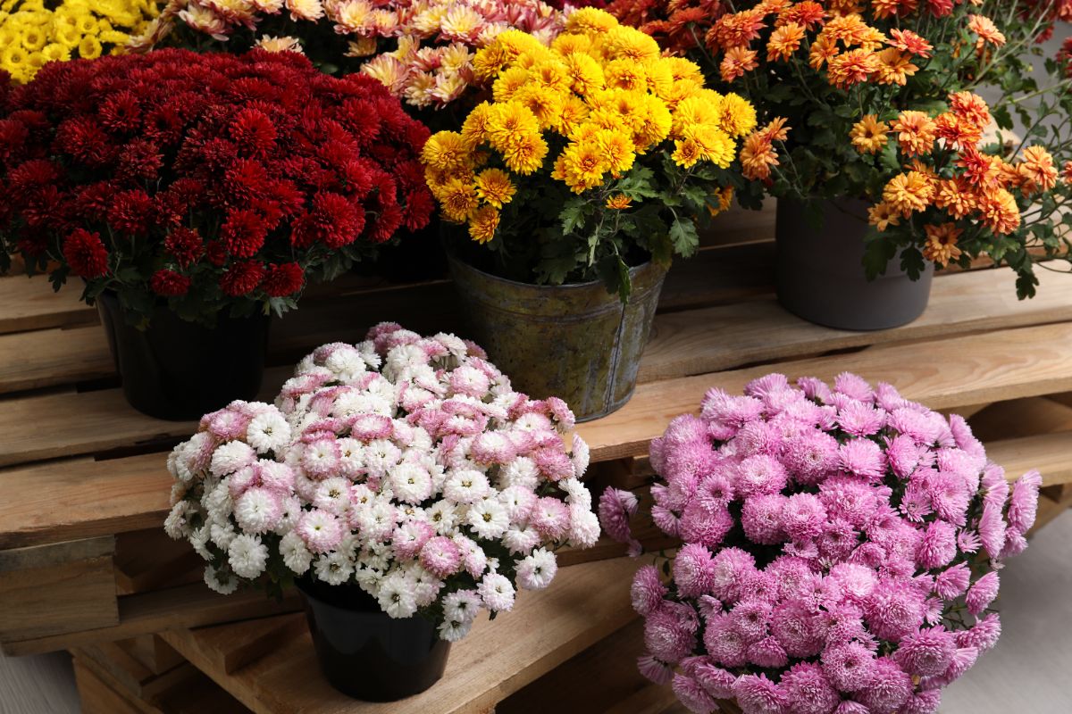 Classic container-planted fall mums