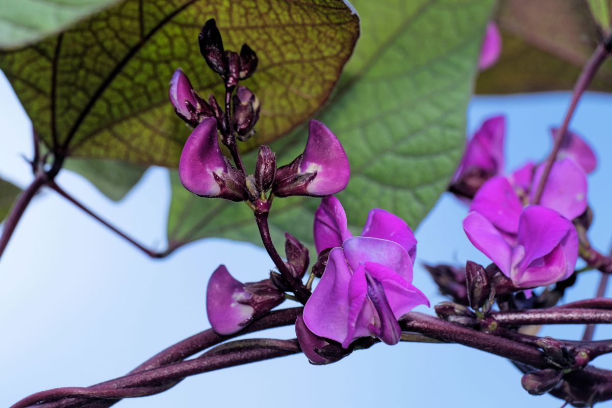 Hyacinth beans with purple flowers and dark purple stems