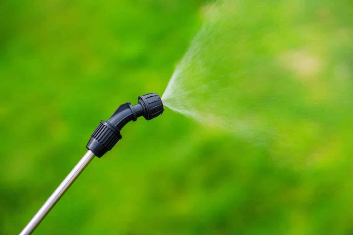 A garden sprayer spraying horticultural vinegar