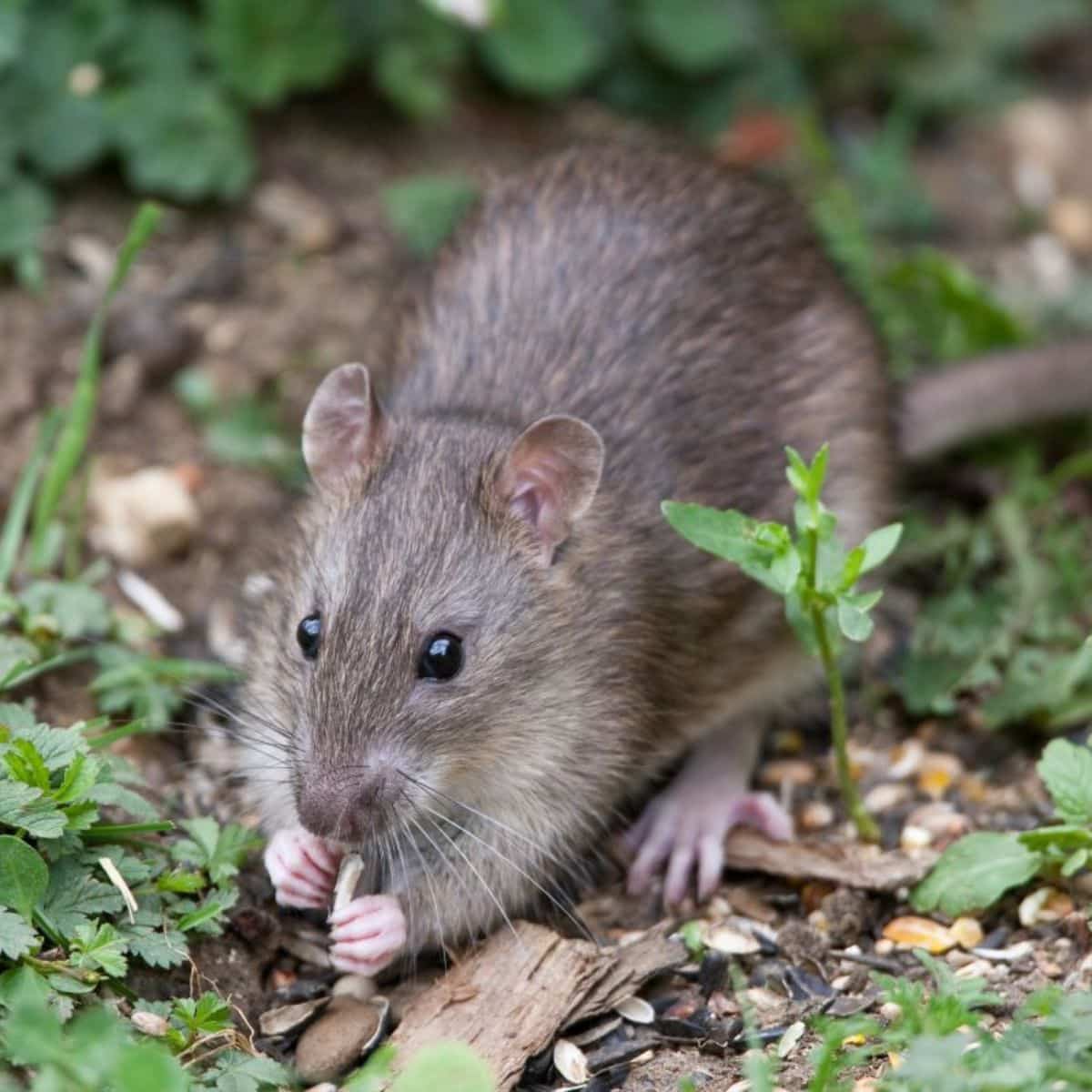 Wild brown rat eating seeds.