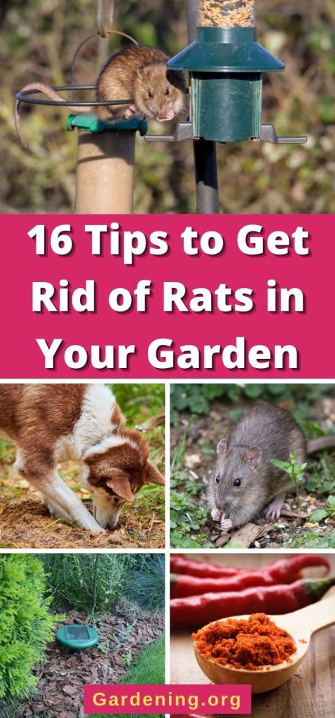 16 Tips to Get Rid of Rats in Your Garden pinterest image.