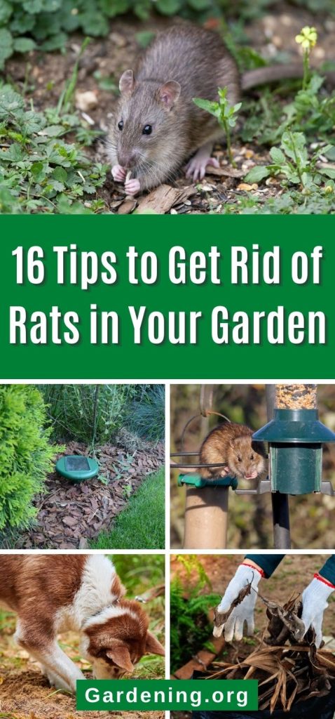 16 Tips to Get Rid of Rats in Your Garden pinterest image.