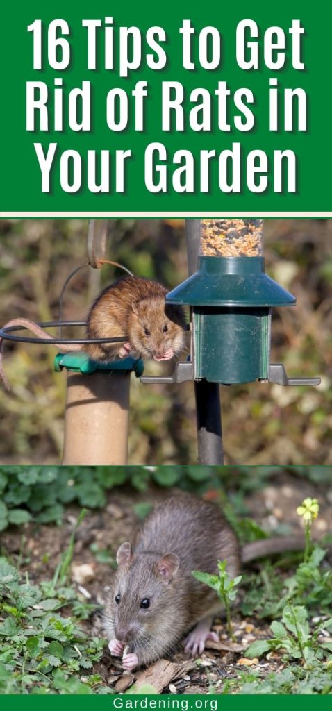 16 Tips to Get Rid of Rats in Your Garden pinterest image.