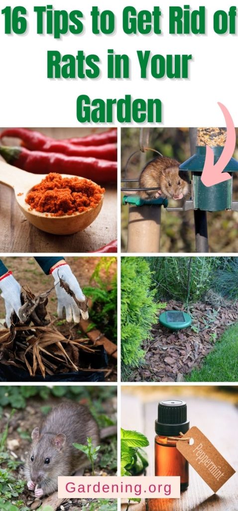 16 Tips to Get Rid of Rats in Your Garden pinterest image.