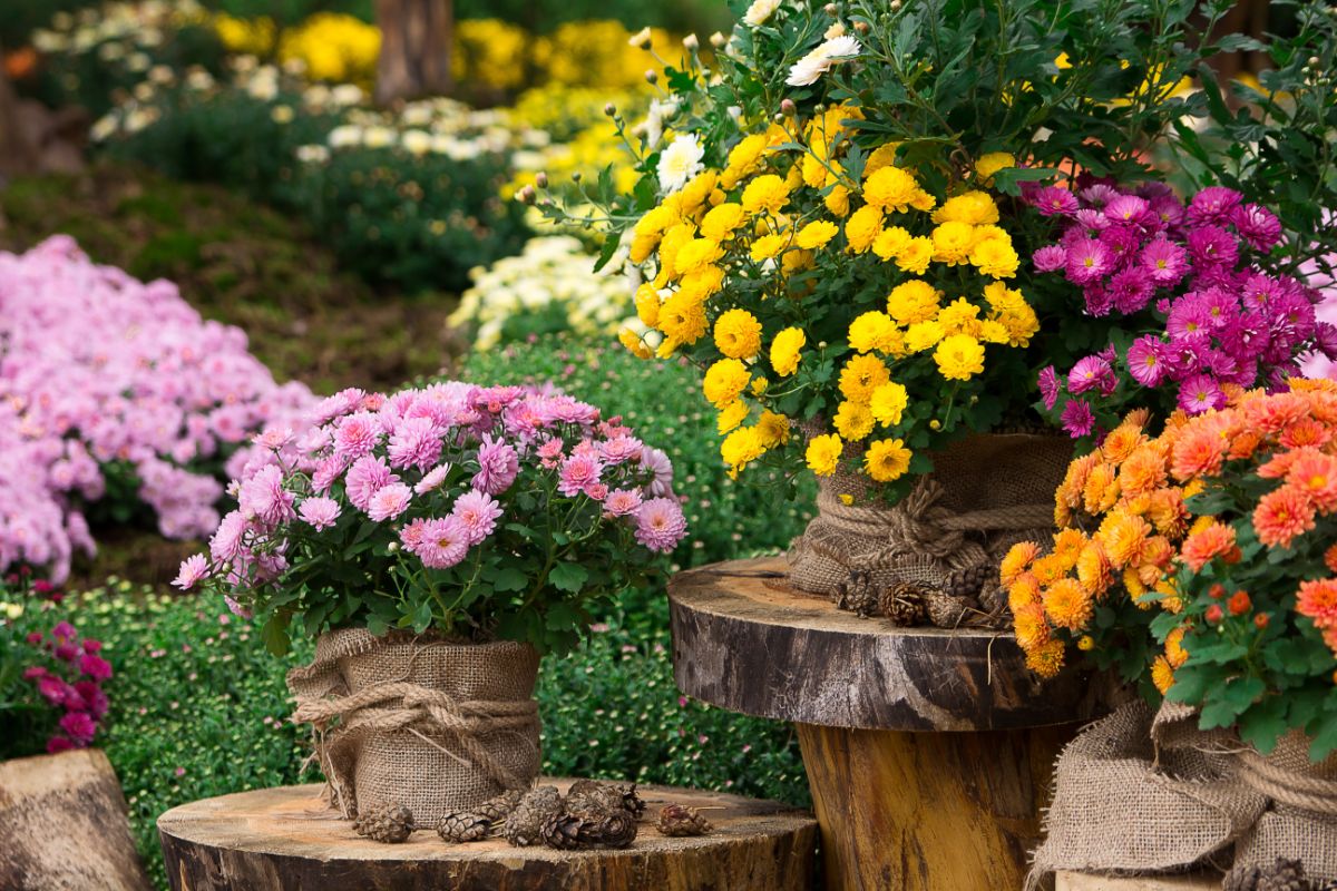 Mums planted in pots, covered with rustic burlap