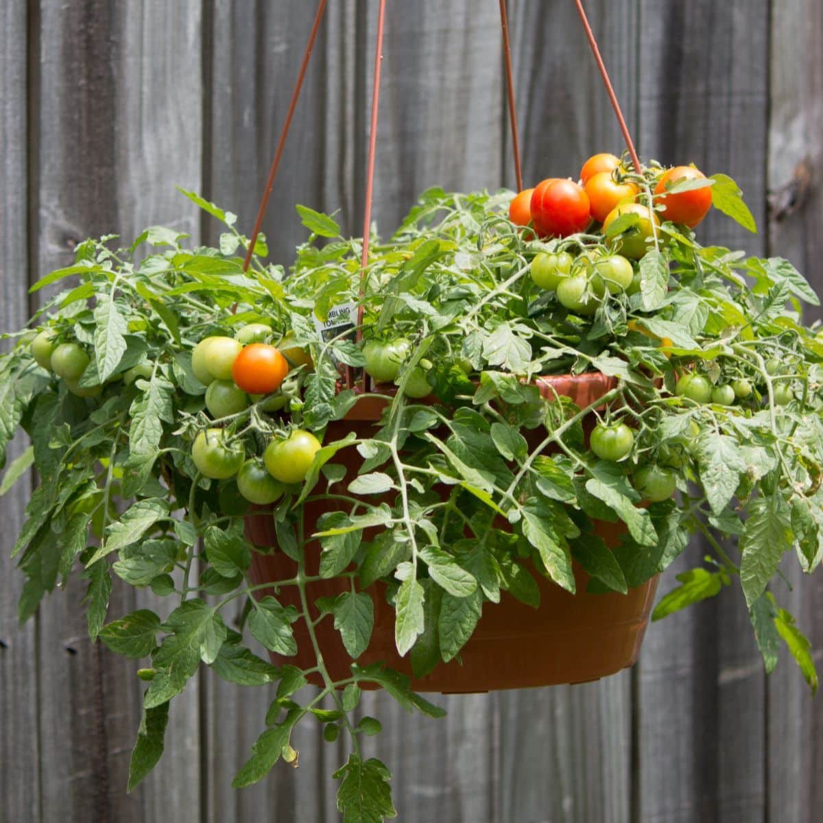 Tomatoes groing in hanging planter.