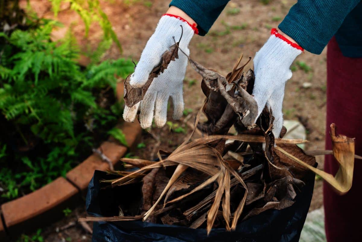 A gardener cleaning detritus in the garden to dissuade rats